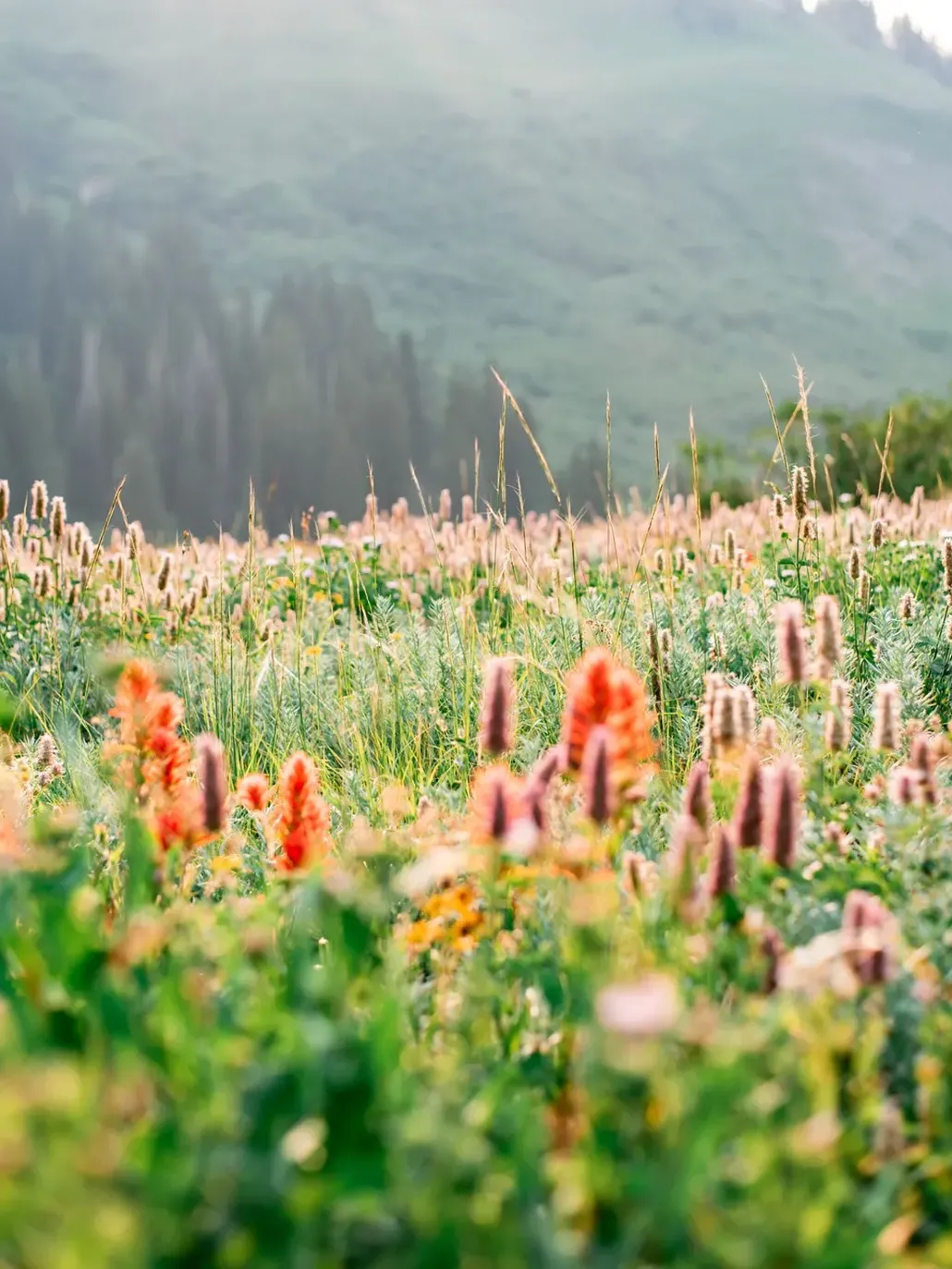 blooming flowers in mountain meadow