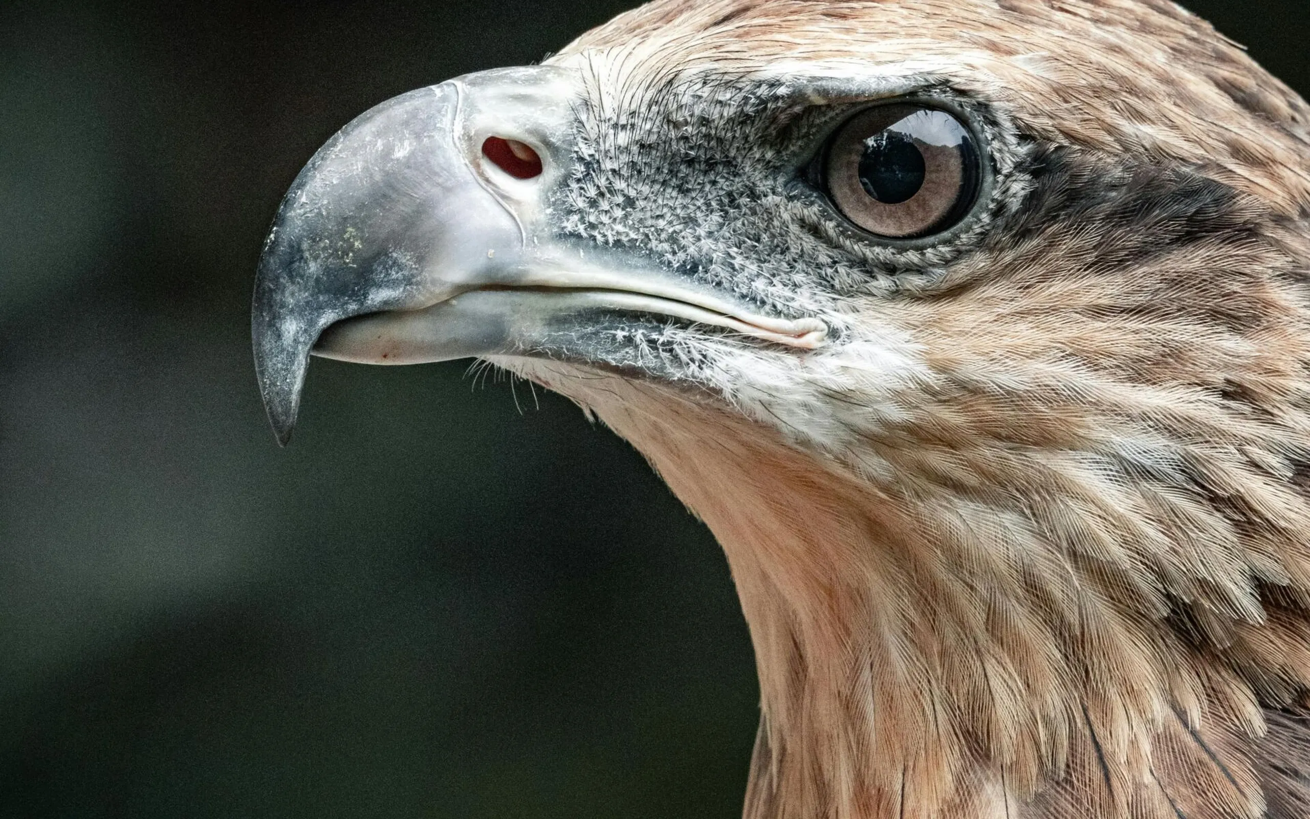 Eagle head
