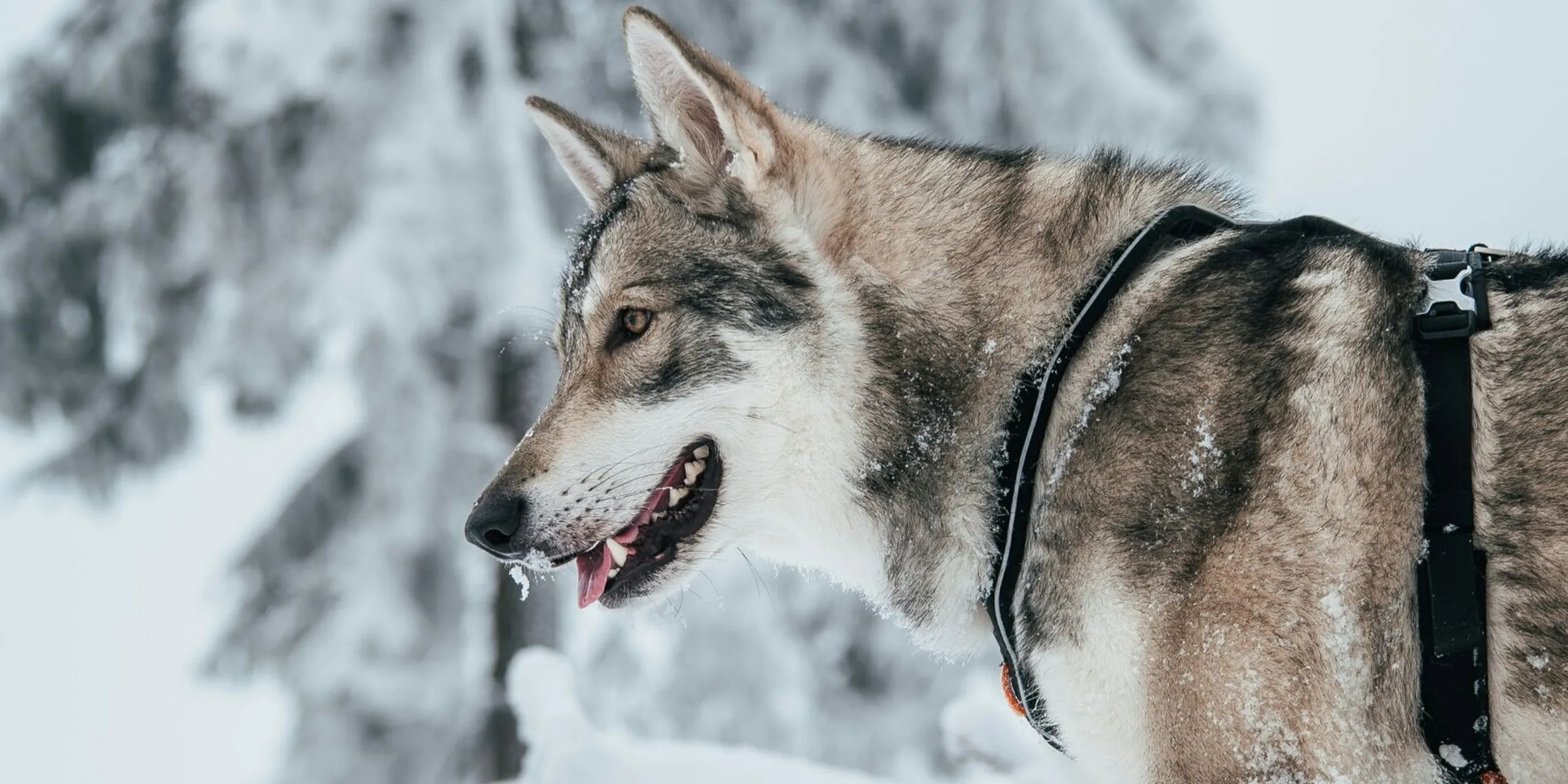 Honza reznik 8 H Ml I Gf J I unsplash