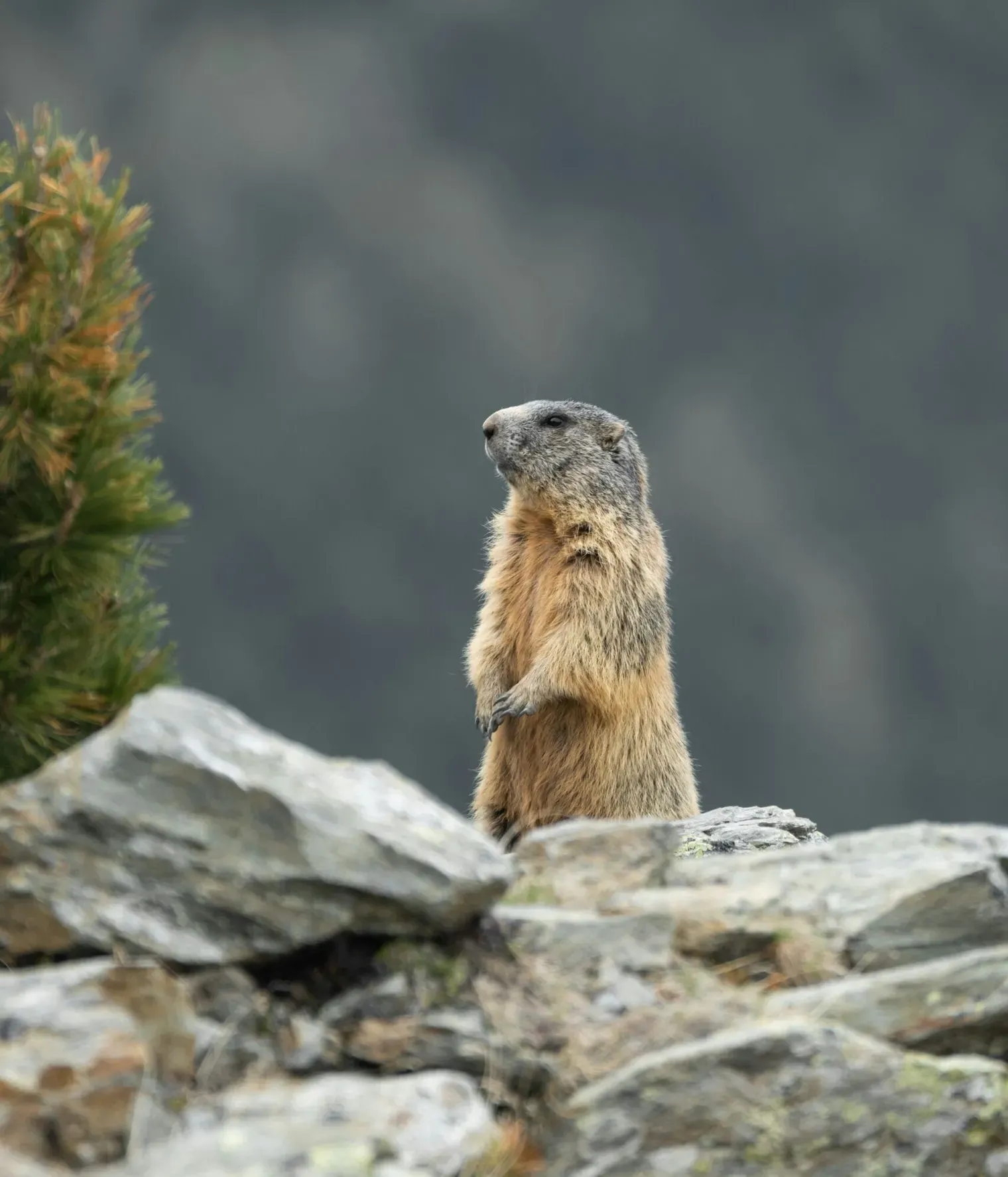 Marmotta - unsplash