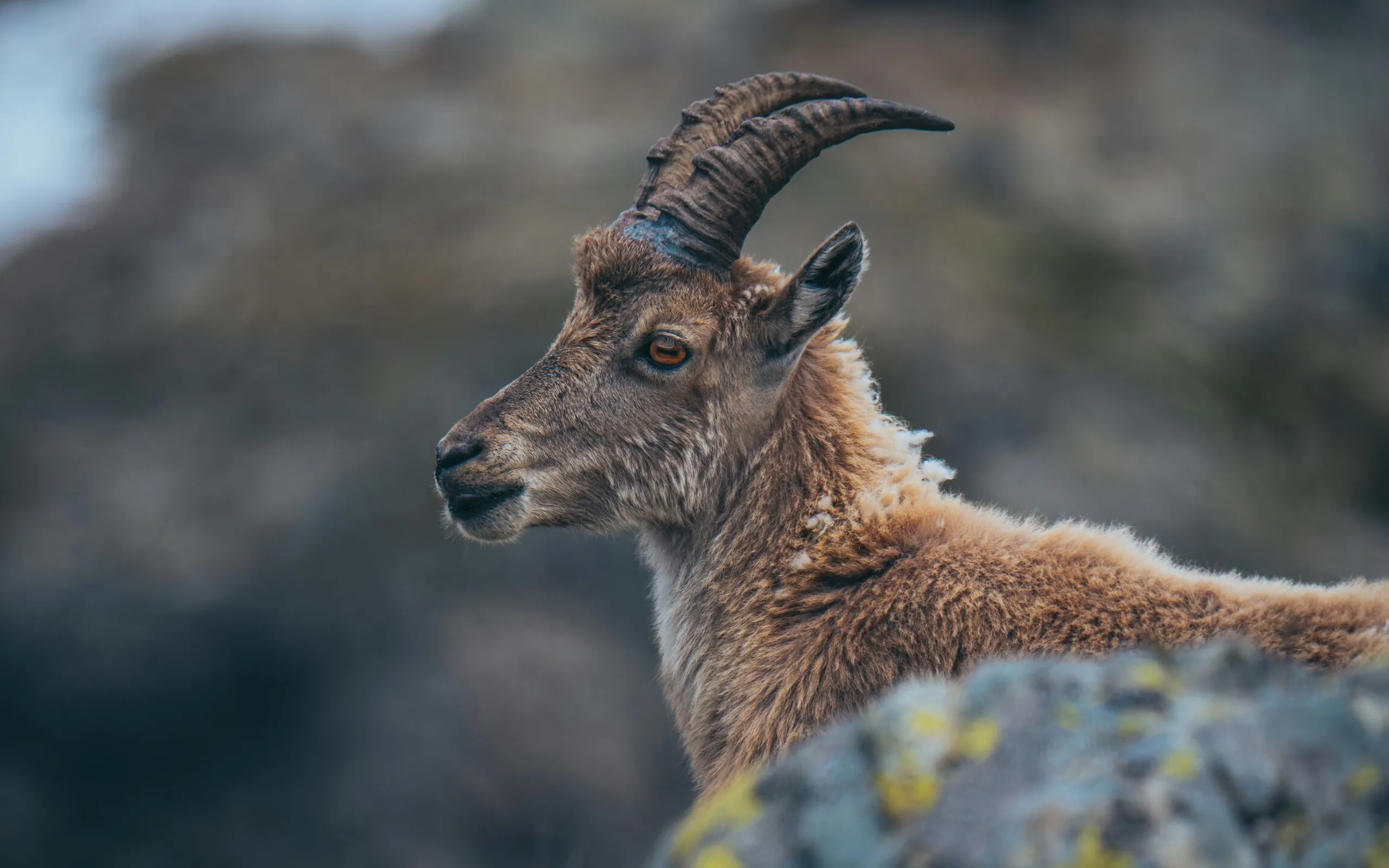 mountain goat - unsplash