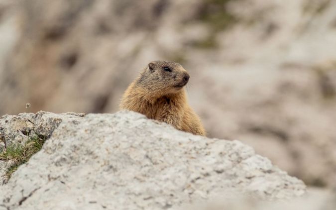 Wildlife and animal observation in the Dolomites