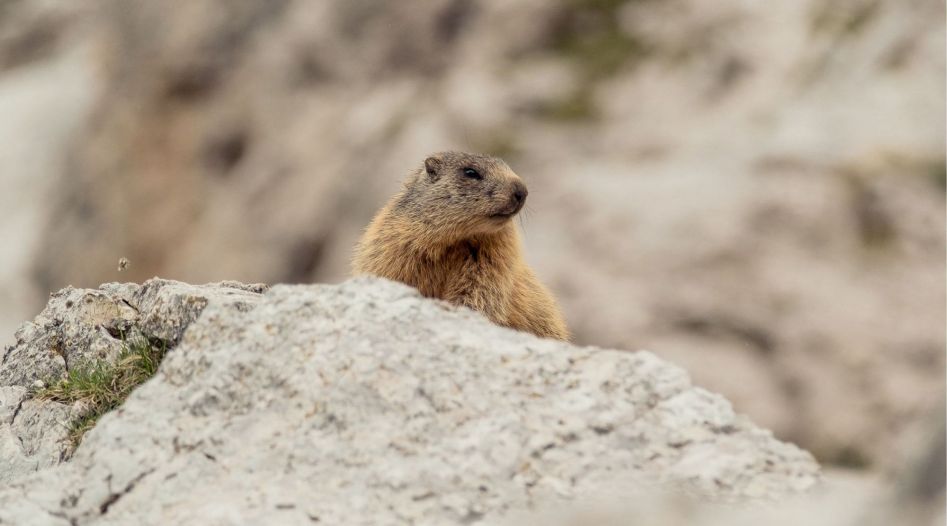 Wildlife and animal observation in the Dolomites